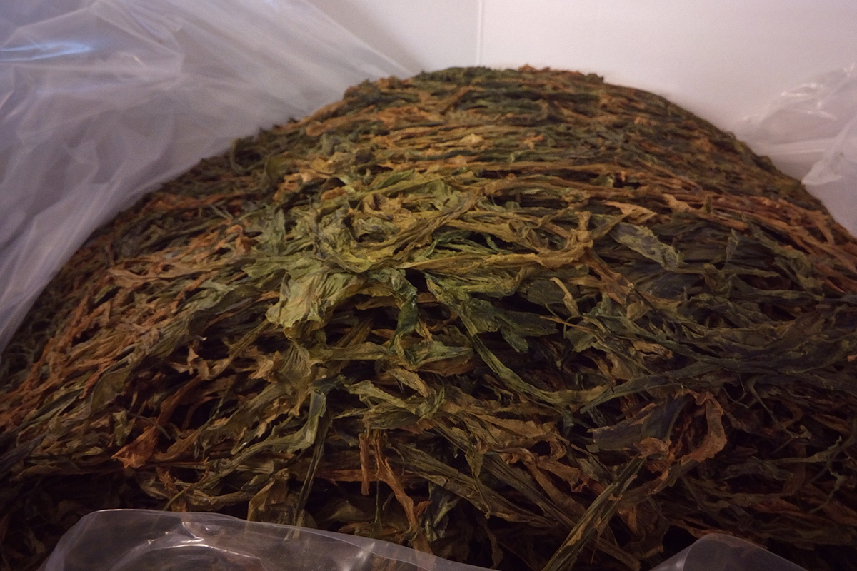 Seaweed Production dried seaweed bulk